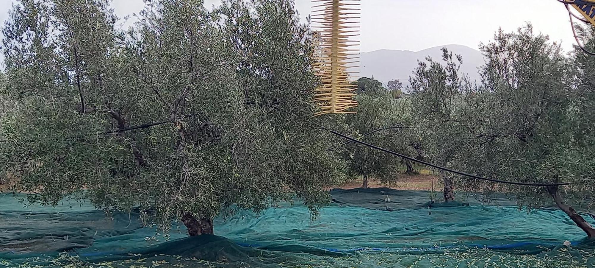 דירות Pigadhia  Ktima Develekou מראה חיצוני תמונה